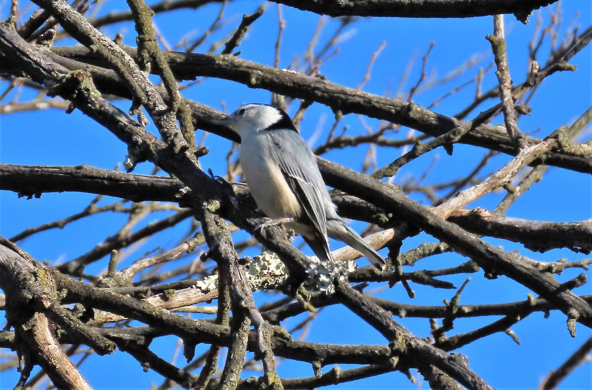 White-breasted Nuthatch - ML292143421