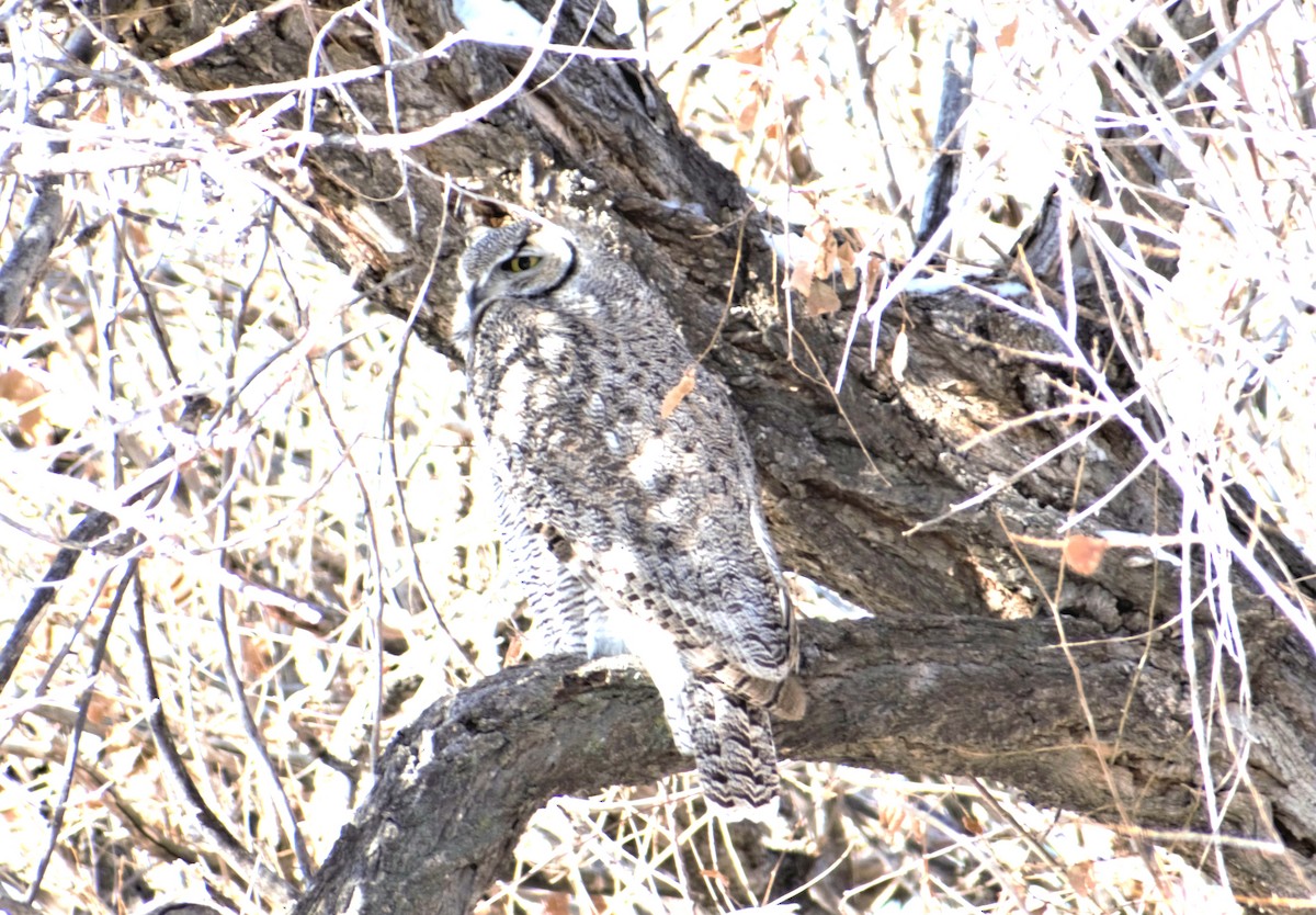Great Horned Owl - ML292144941