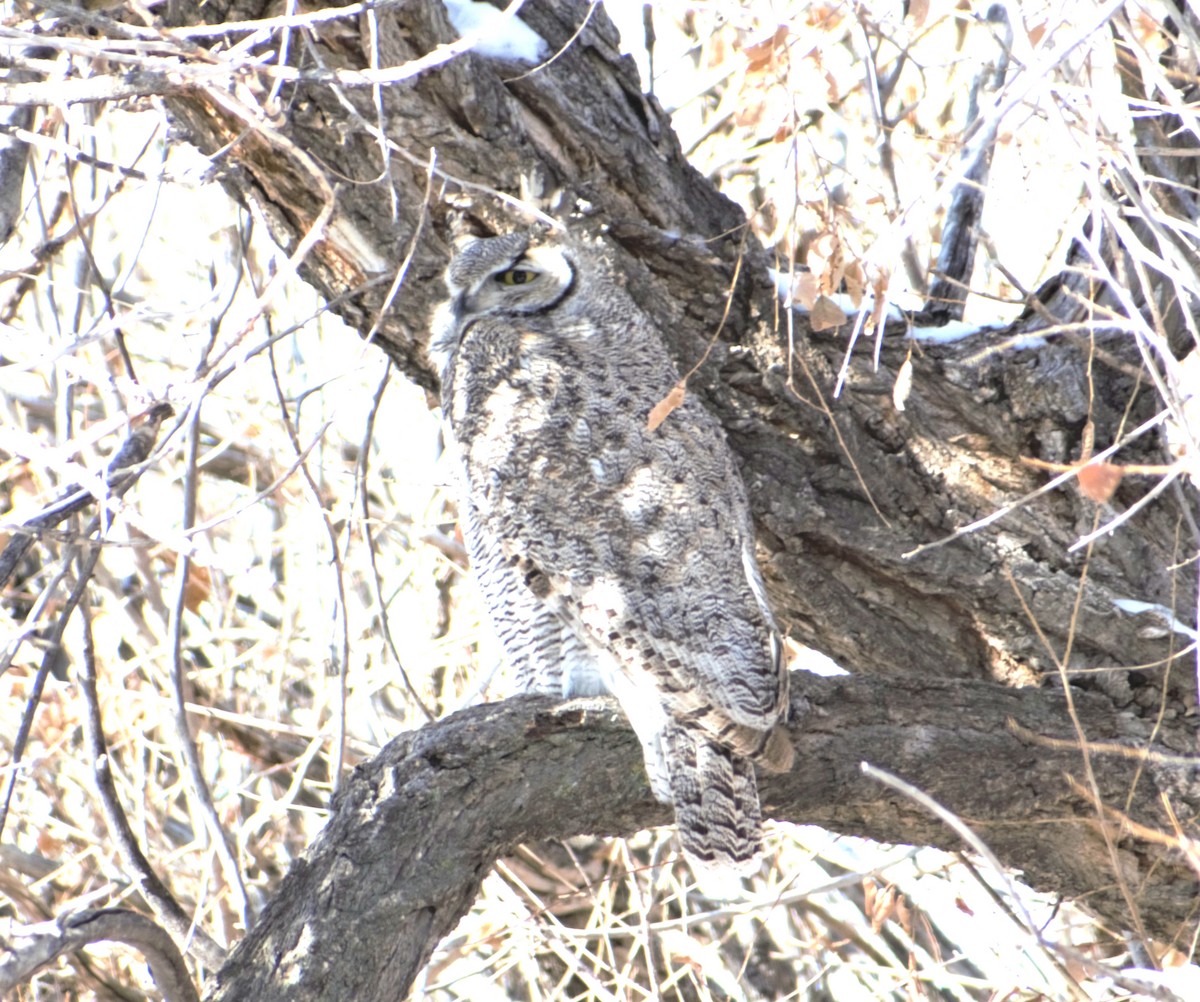 Great Horned Owl - ML292145001