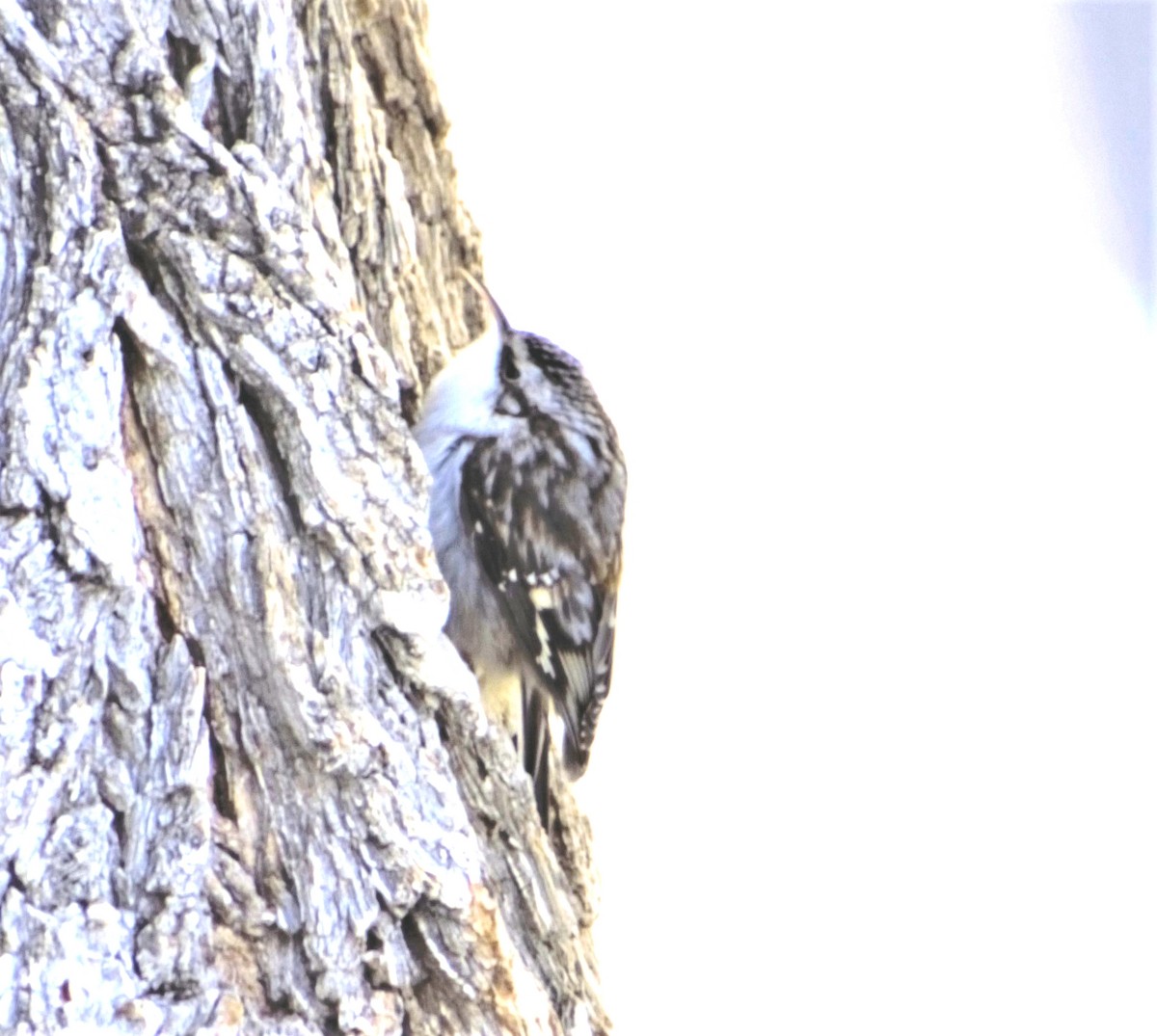 Brown Creeper - Patricia Floyd