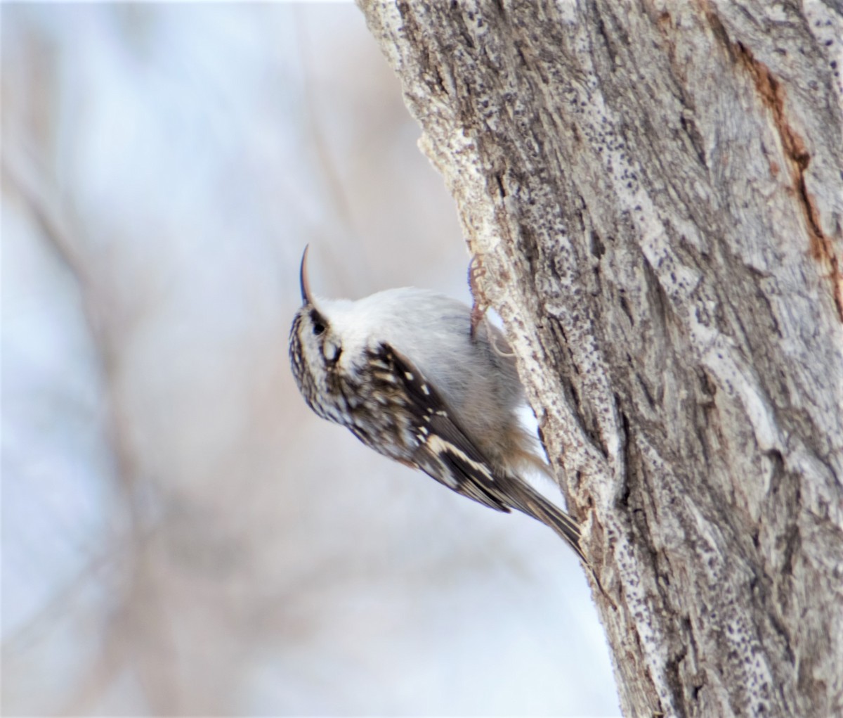 Brown Creeper - Patricia Floyd