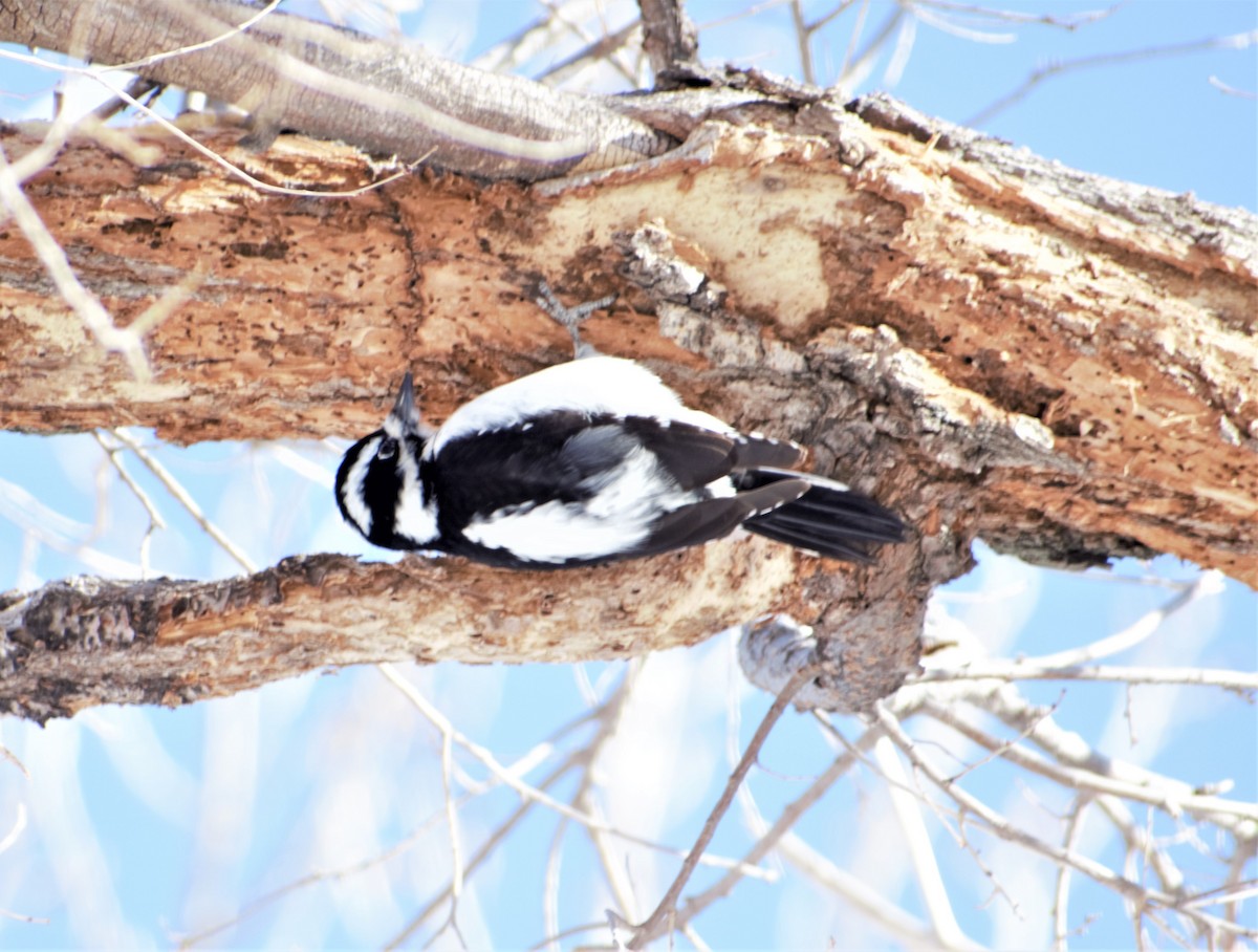 Downy Woodpecker - ML292145371