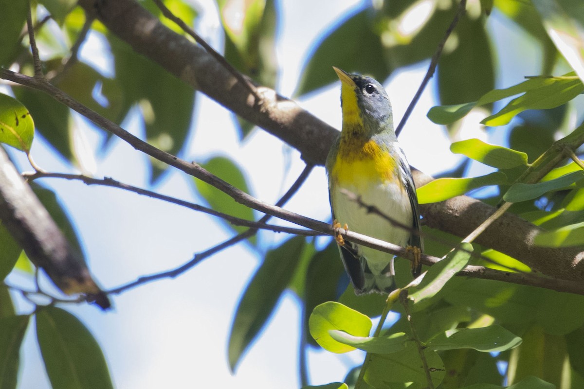 Northern Parula - ML292146451