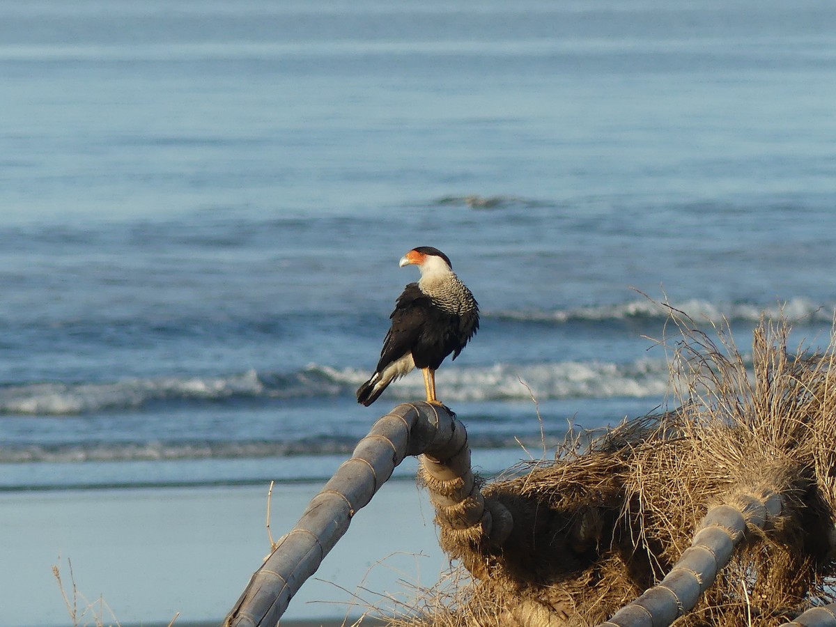 Crested Caracara (Northern) - ML292147291