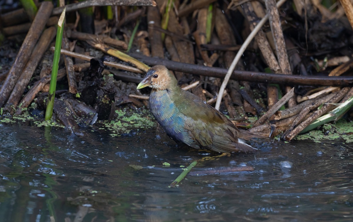 Purple Gallinule - ML292149891