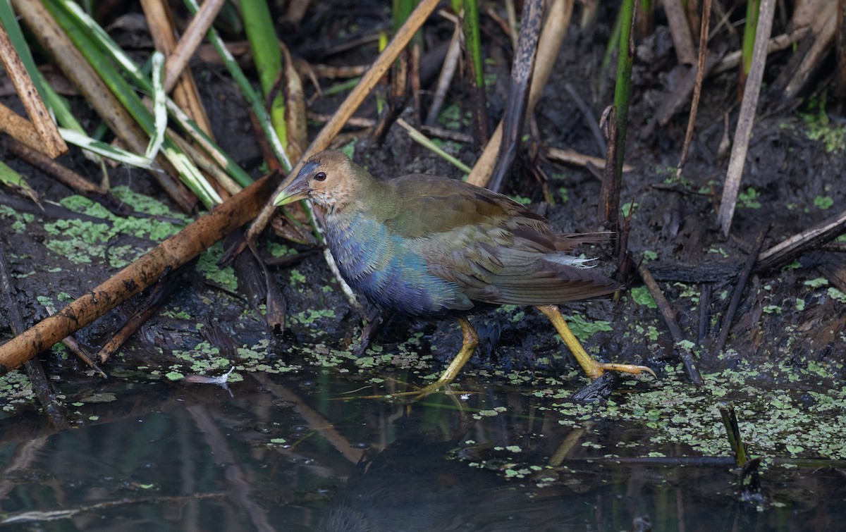 Purple Gallinule - ML292149931