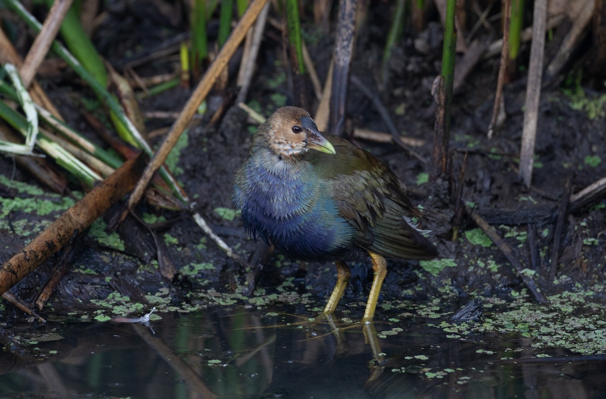 Purple Gallinule - ML292150011