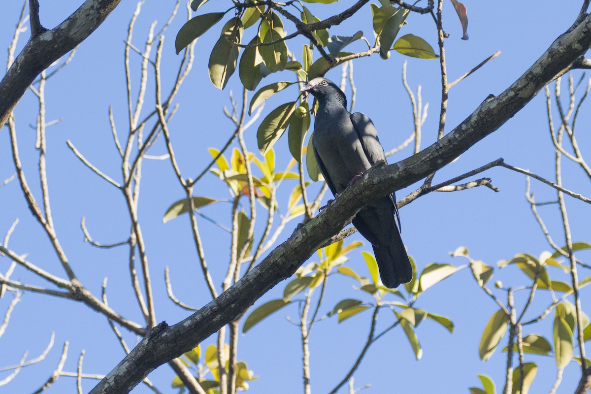 White-crowned Pigeon - ML292150061