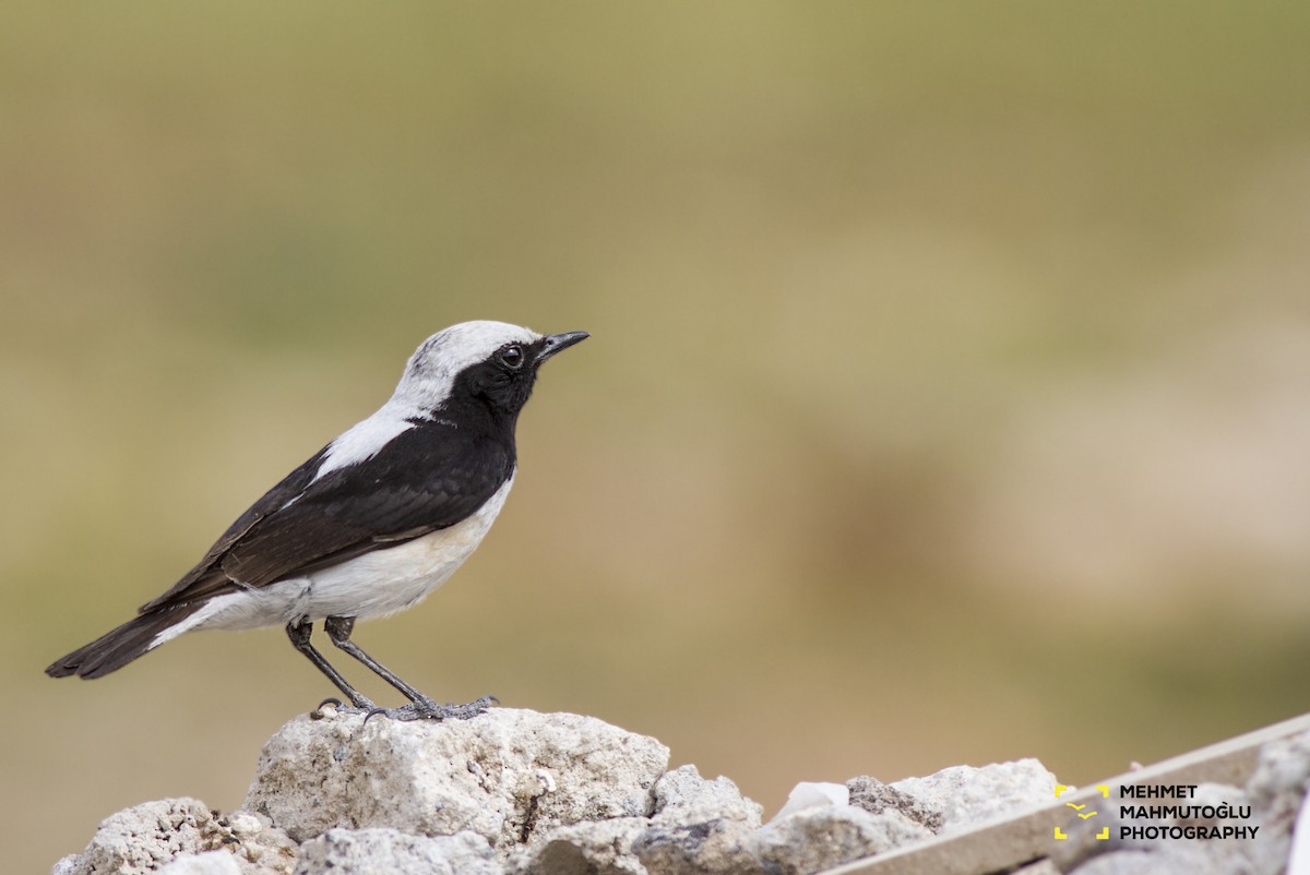 Finsch's Wheatear - Mehmet Mahmutoğlu