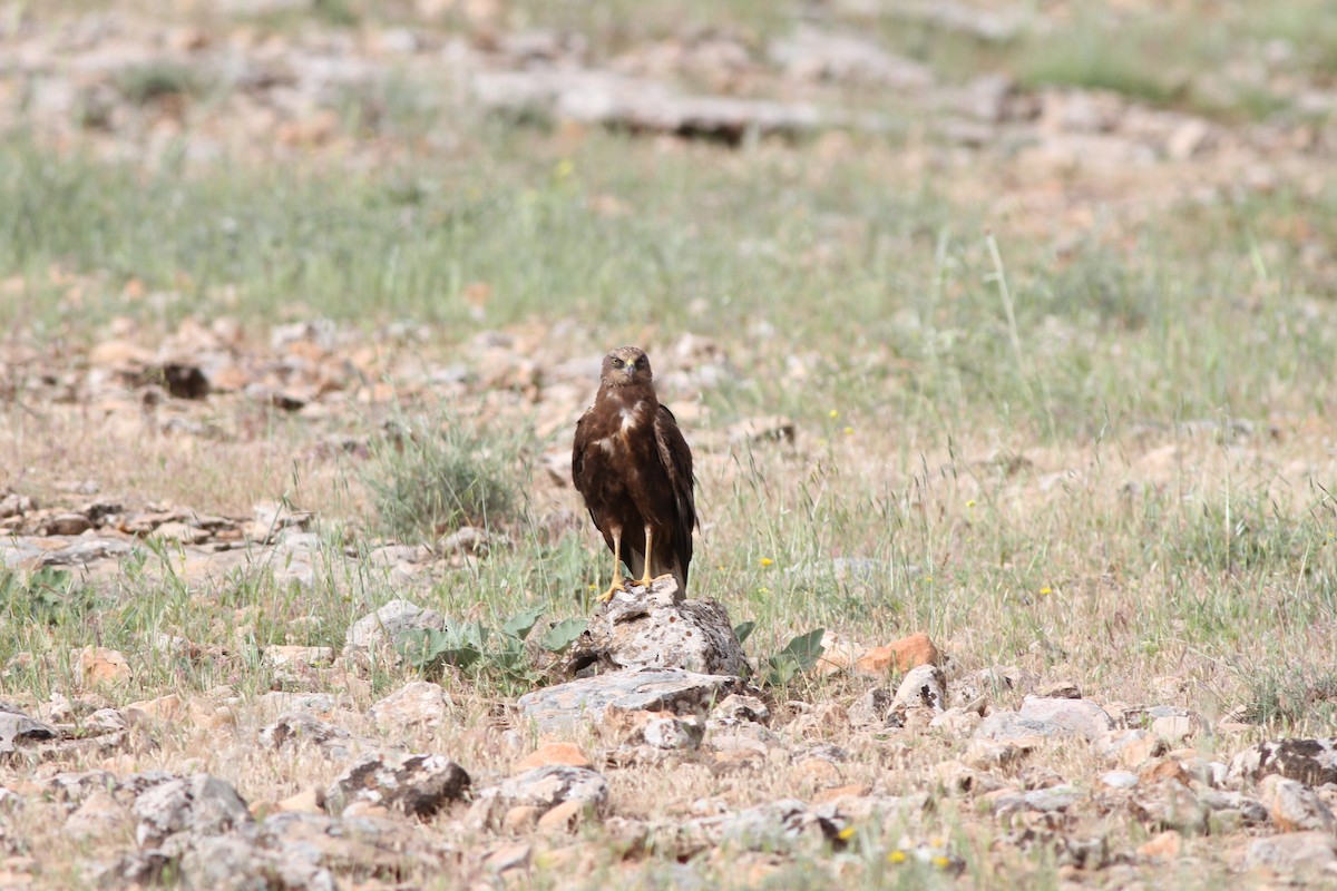 Western Marsh Harrier - ML29215161