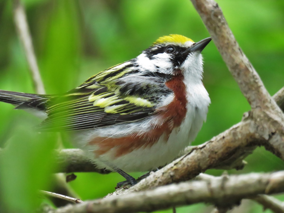 Chestnut-sided Warbler - ML29215221