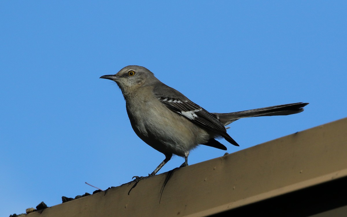 Northern Mockingbird - Tom Benson