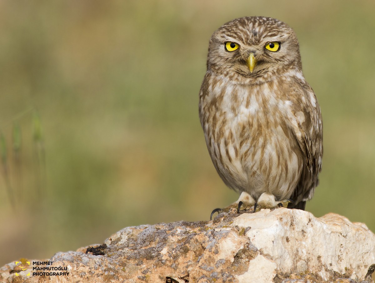 Little Owl - ML29215411