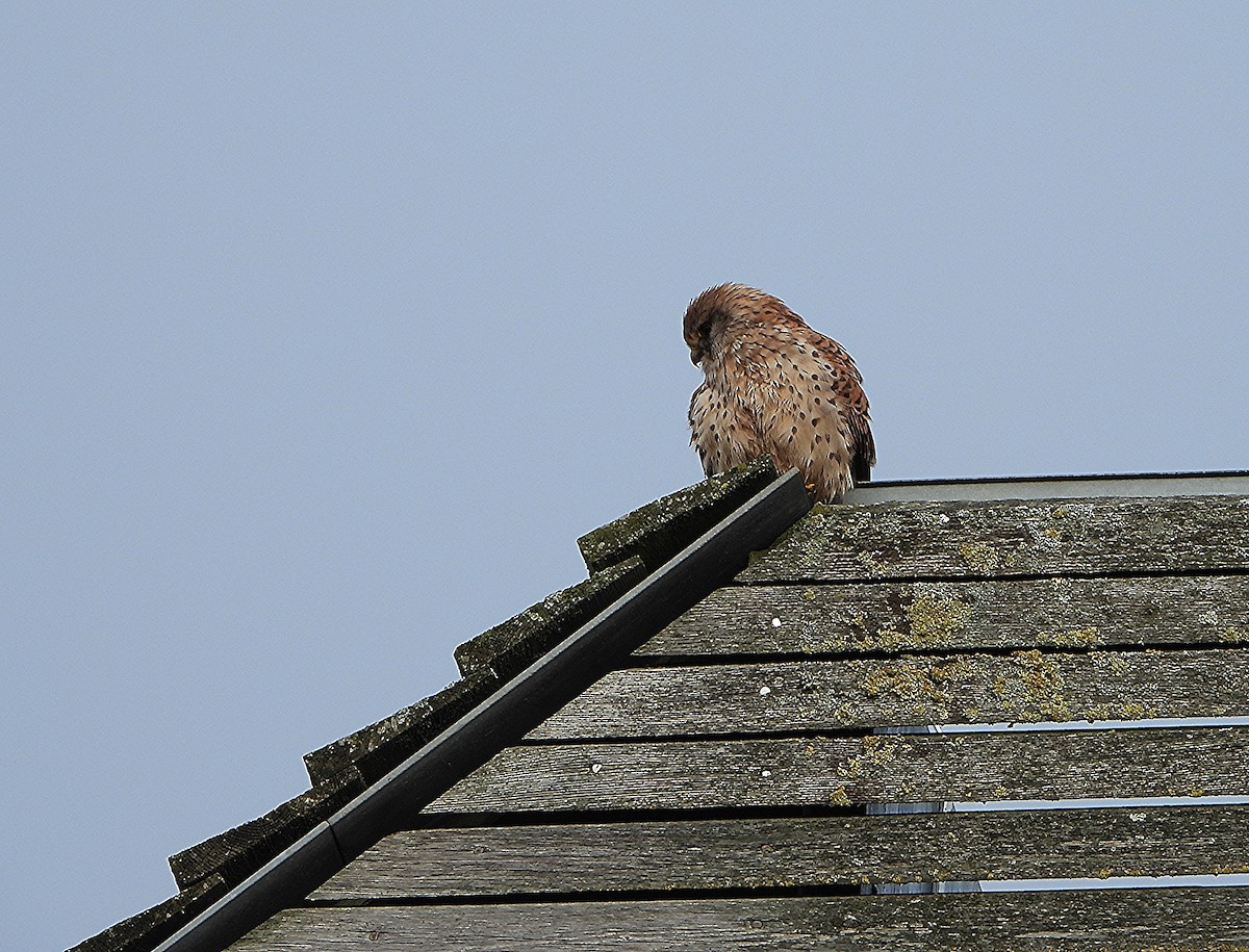 Eurasian Kestrel - ML292155321