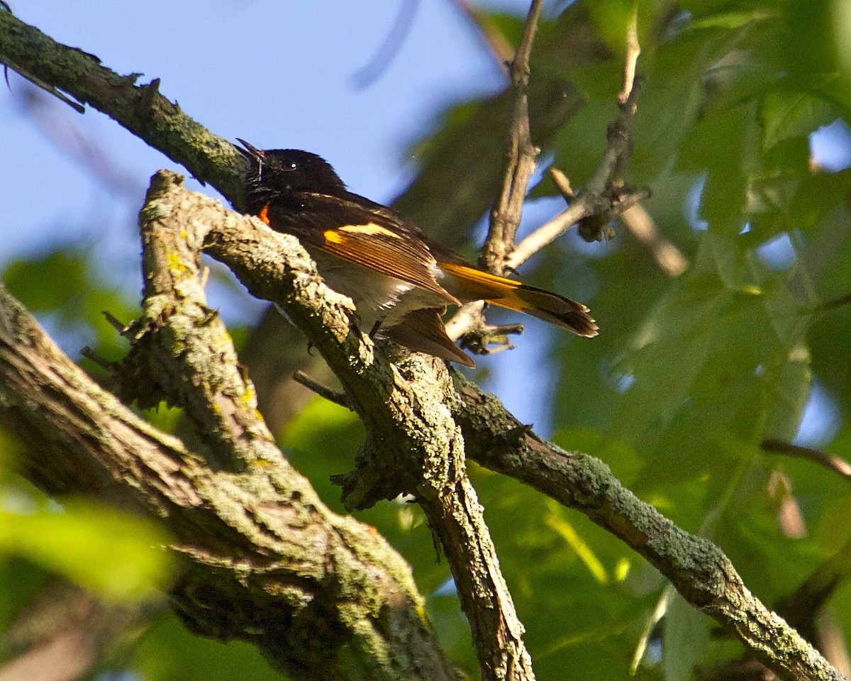 American Redstart - ML29215841