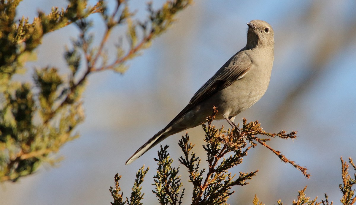 Townsend's Solitaire - ML292160361