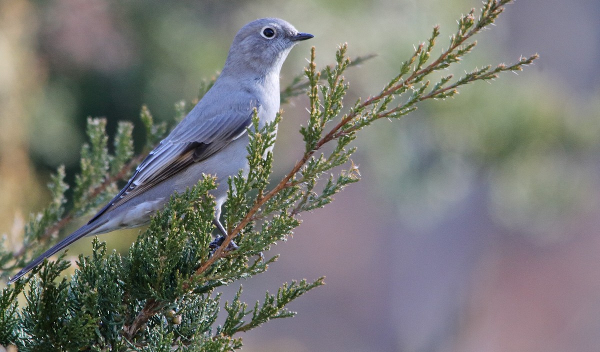 Townsend's Solitaire - ML292160371