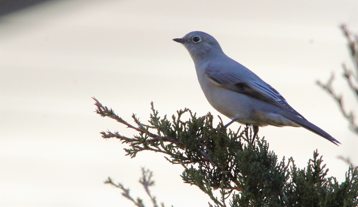 Townsend's Solitaire - ML292160381