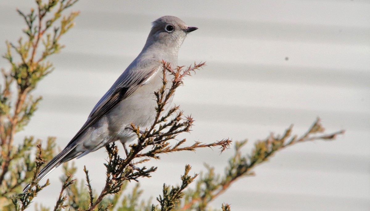 Townsend's Solitaire - ML292160391