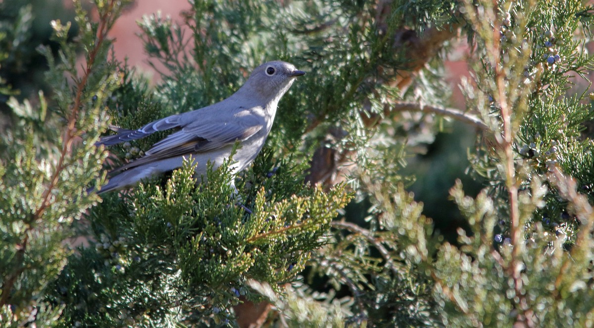 Townsend's Solitaire - ML292160401