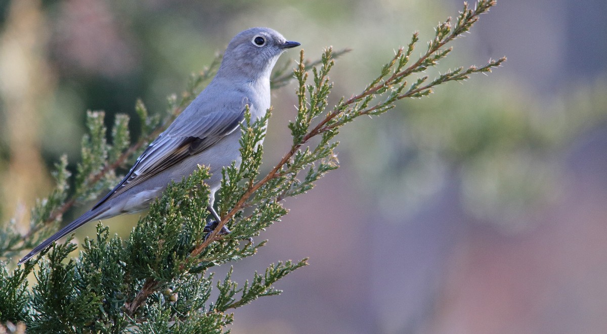 Townsend's Solitaire - ML292160411