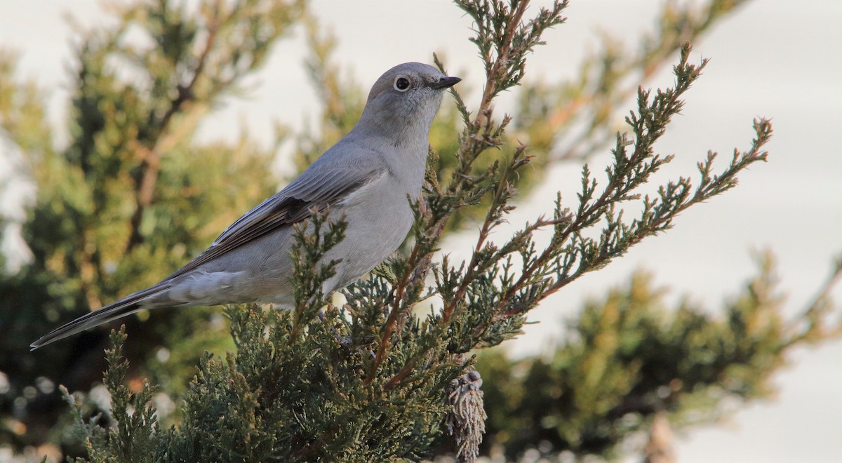 Townsend's Solitaire - ML292160421
