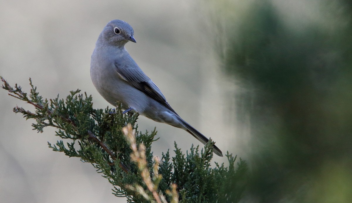 Townsend's Solitaire - ML292161861