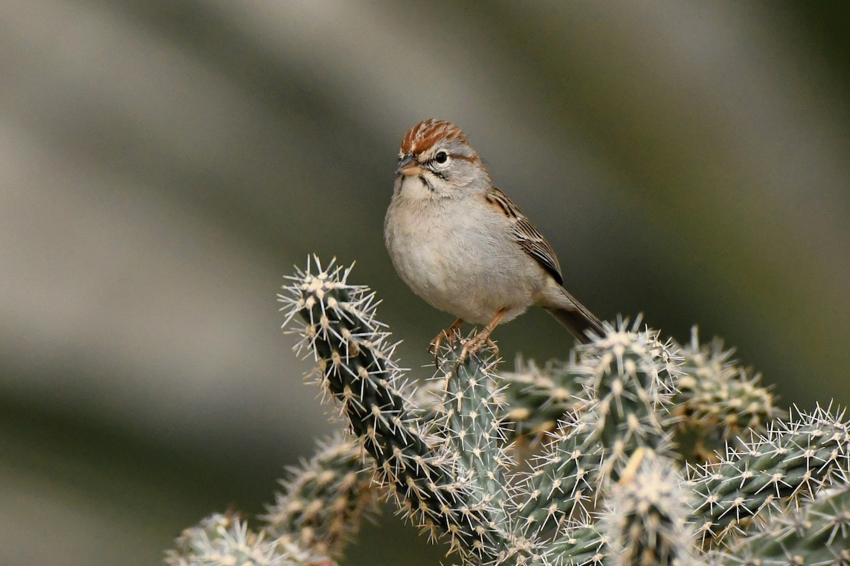 Rufous-winged Sparrow - ML292162011