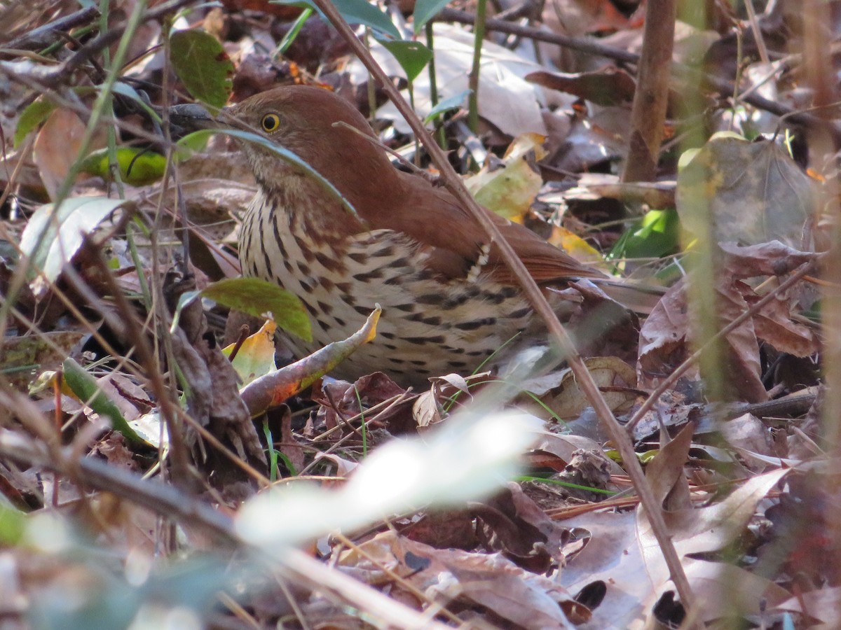 Brown Thrasher - ML292163121