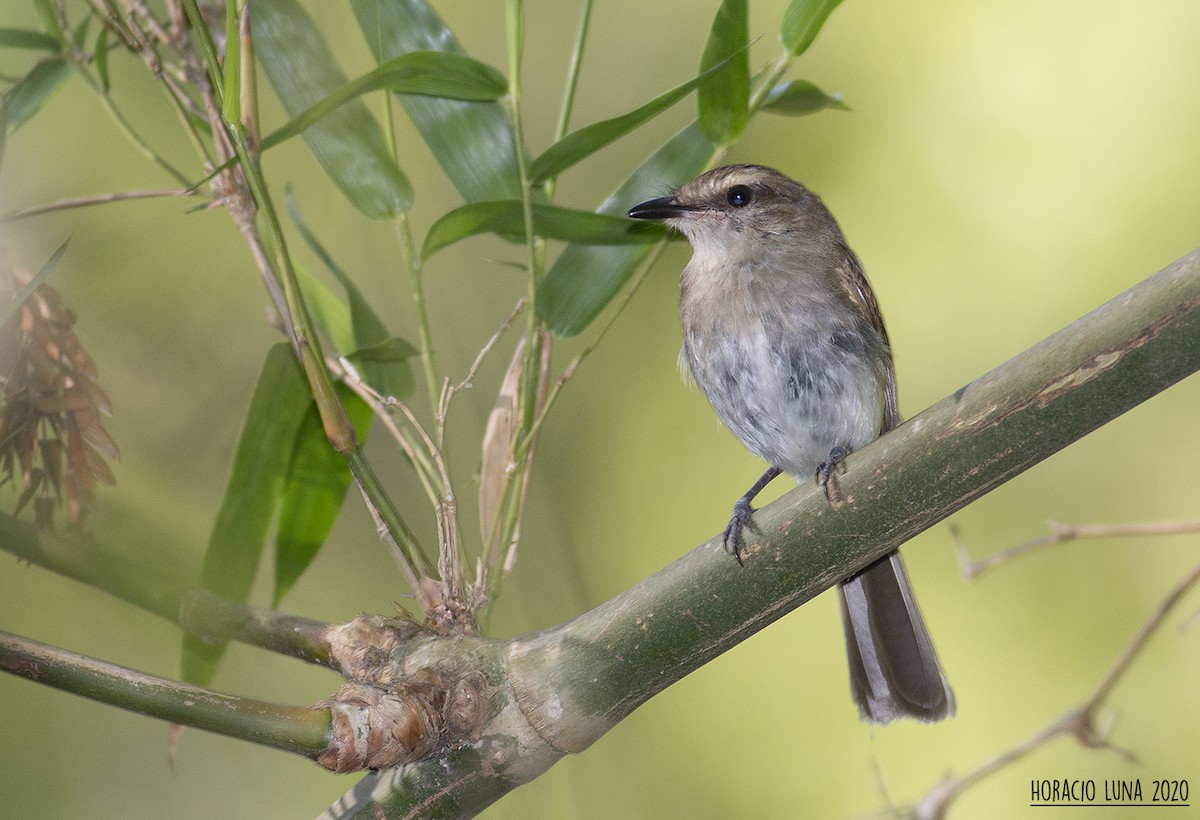 Fuscous Flycatcher - ML292165751