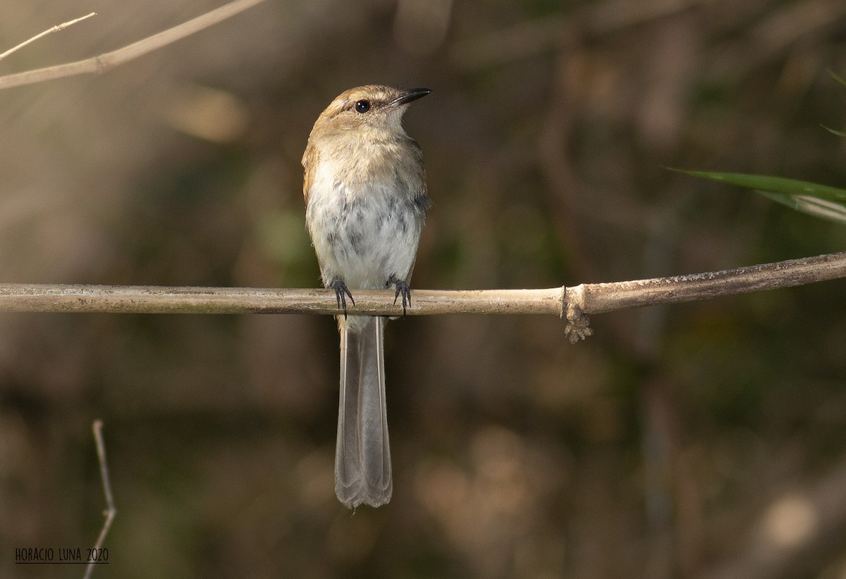 Fuscous Flycatcher - ML292165791