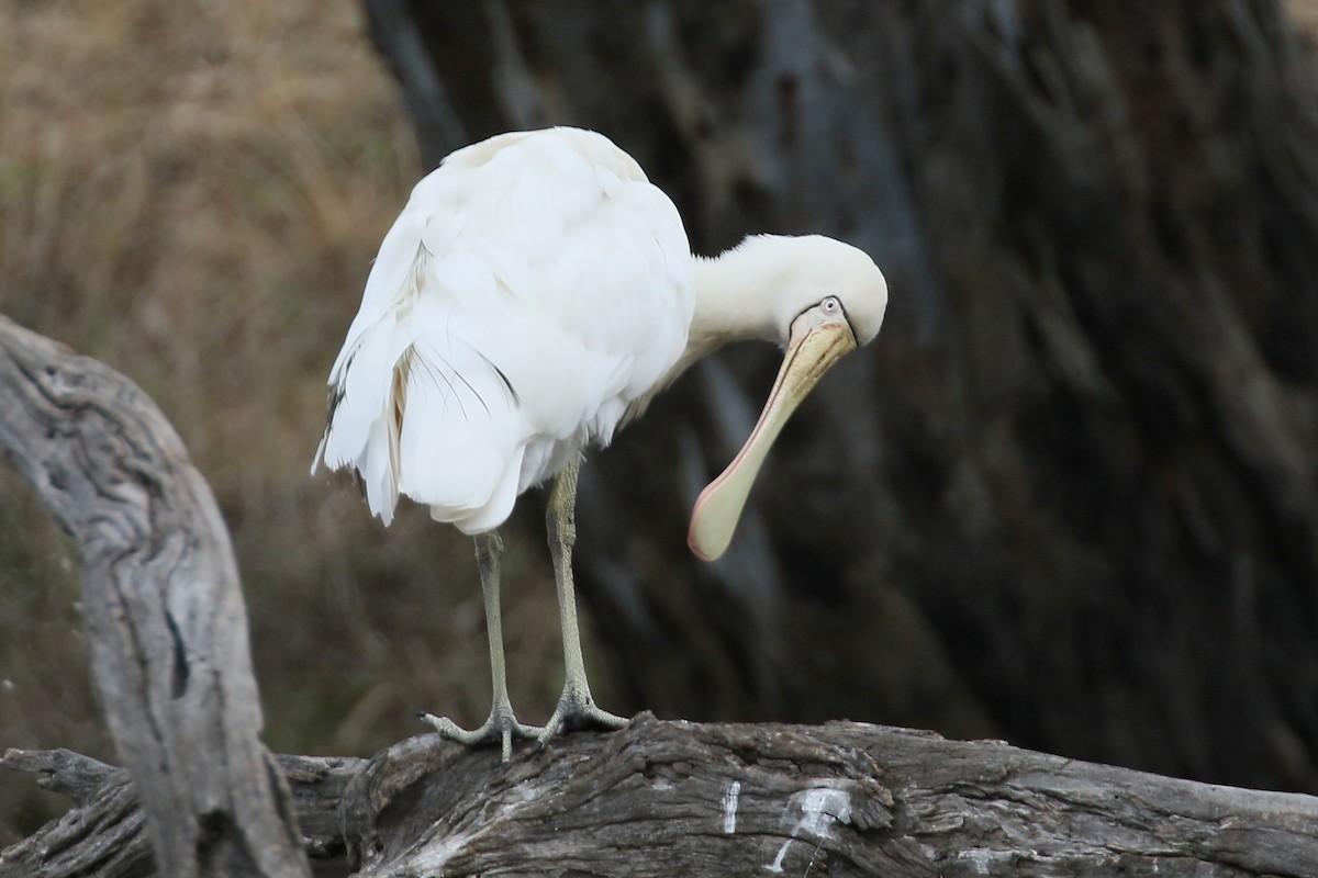 Yellow-billed Spoonbill - ML292167921