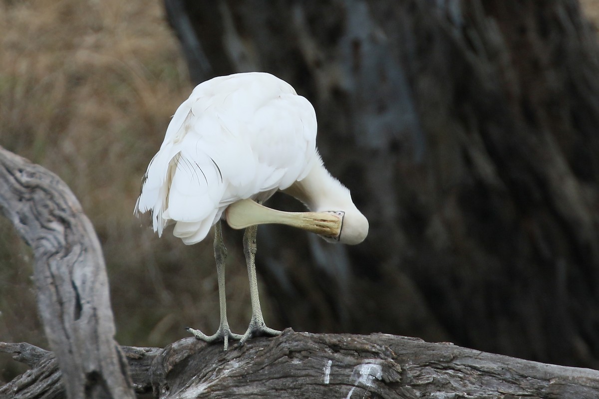 Yellow-billed Spoonbill - ML292167931