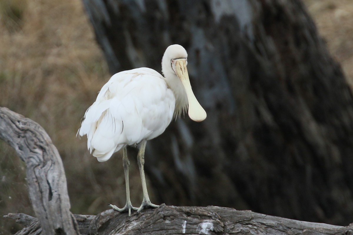 Yellow-billed Spoonbill - ML292167941