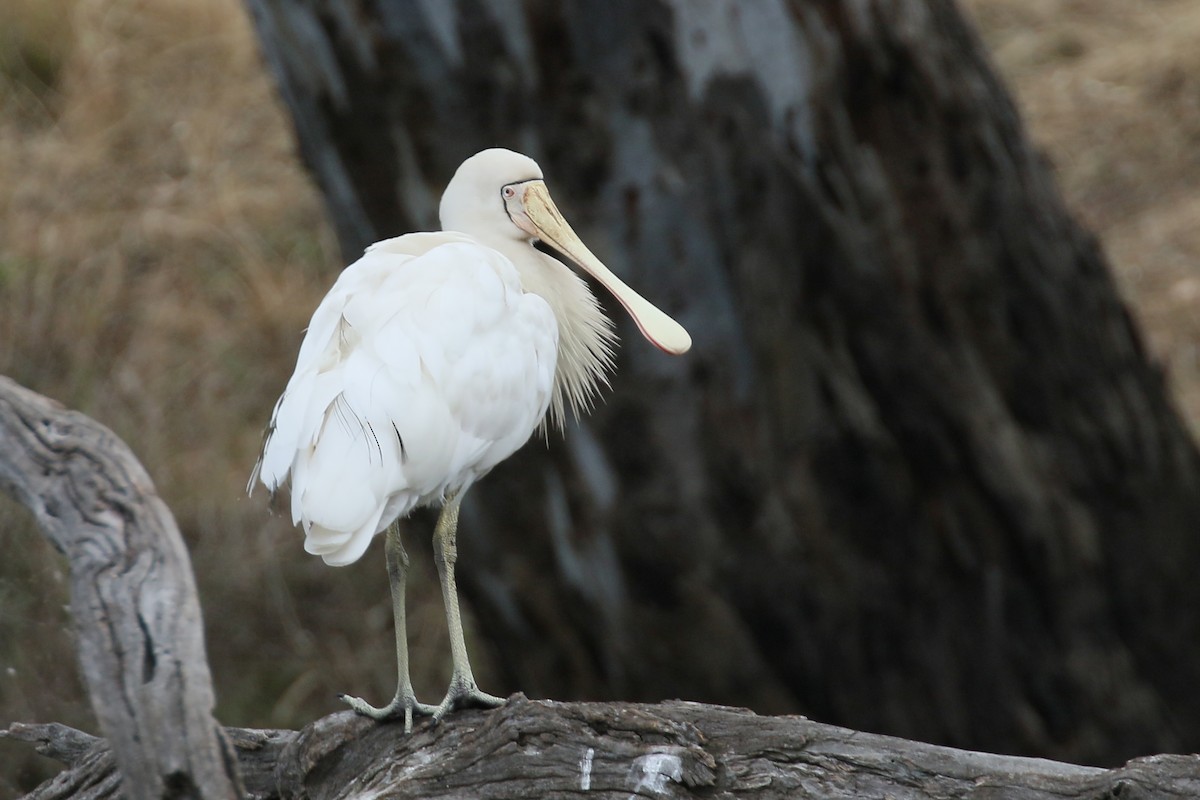 Yellow-billed Spoonbill - ML292167951