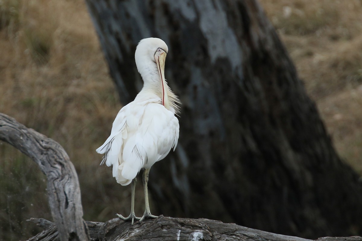 Yellow-billed Spoonbill - ML292167961