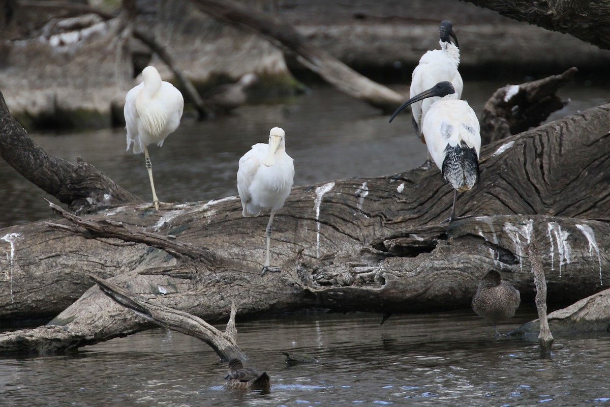 Yellow-billed Spoonbill - ML292167991