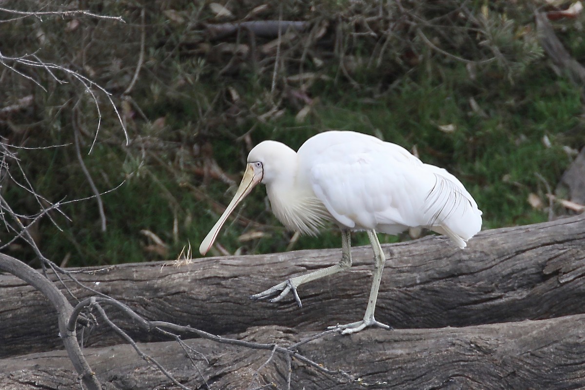 Yellow-billed Spoonbill - ML292168041