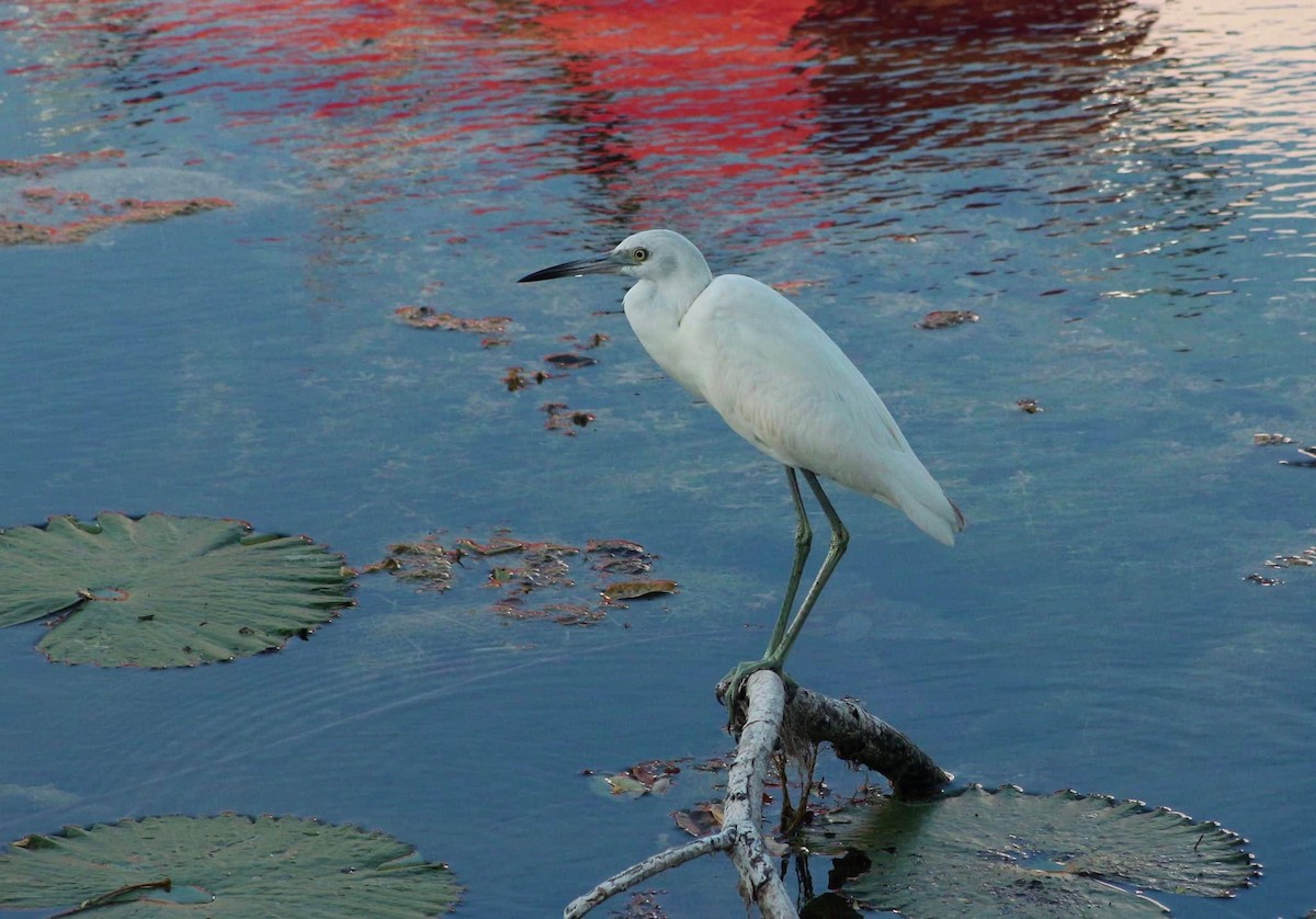 Little Blue Heron - ML292169161