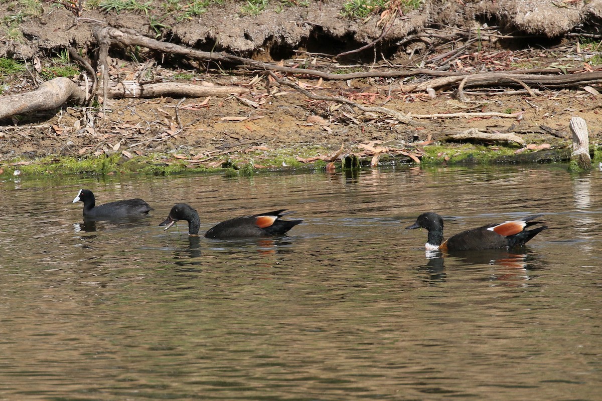 Australian Shelduck - ML292169601