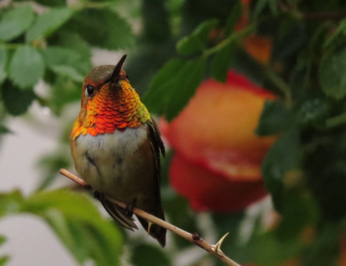 Rufous Hummingbird - Marya Moosman