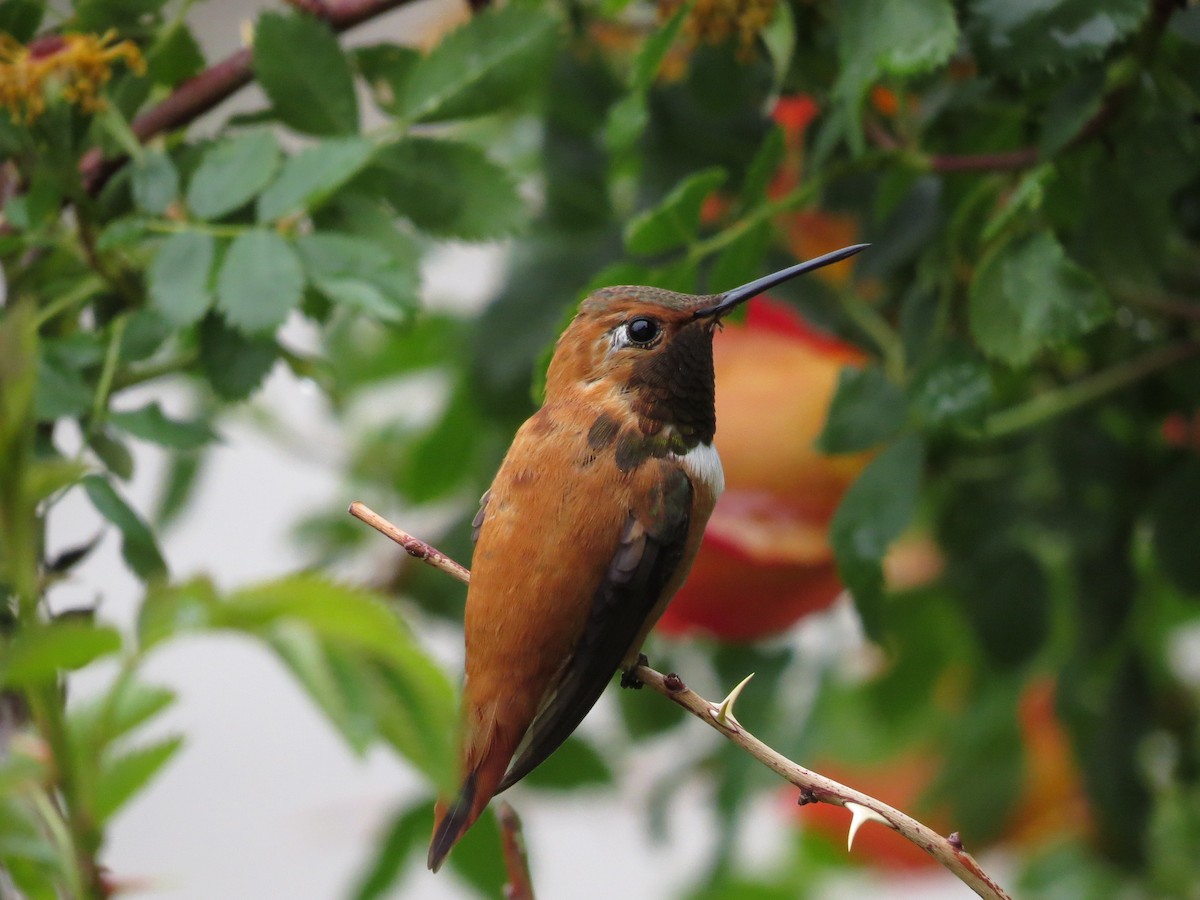 Rufous Hummingbird - Marya Moosman