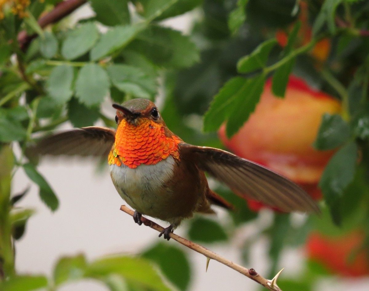 Rufous Hummingbird - Marya Moosman