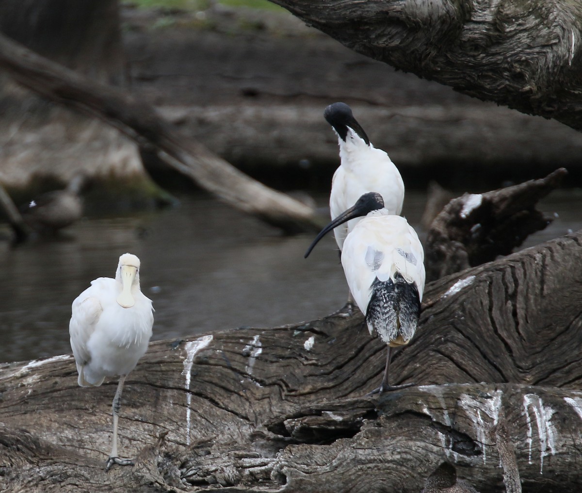 ibis australský - ML292170441