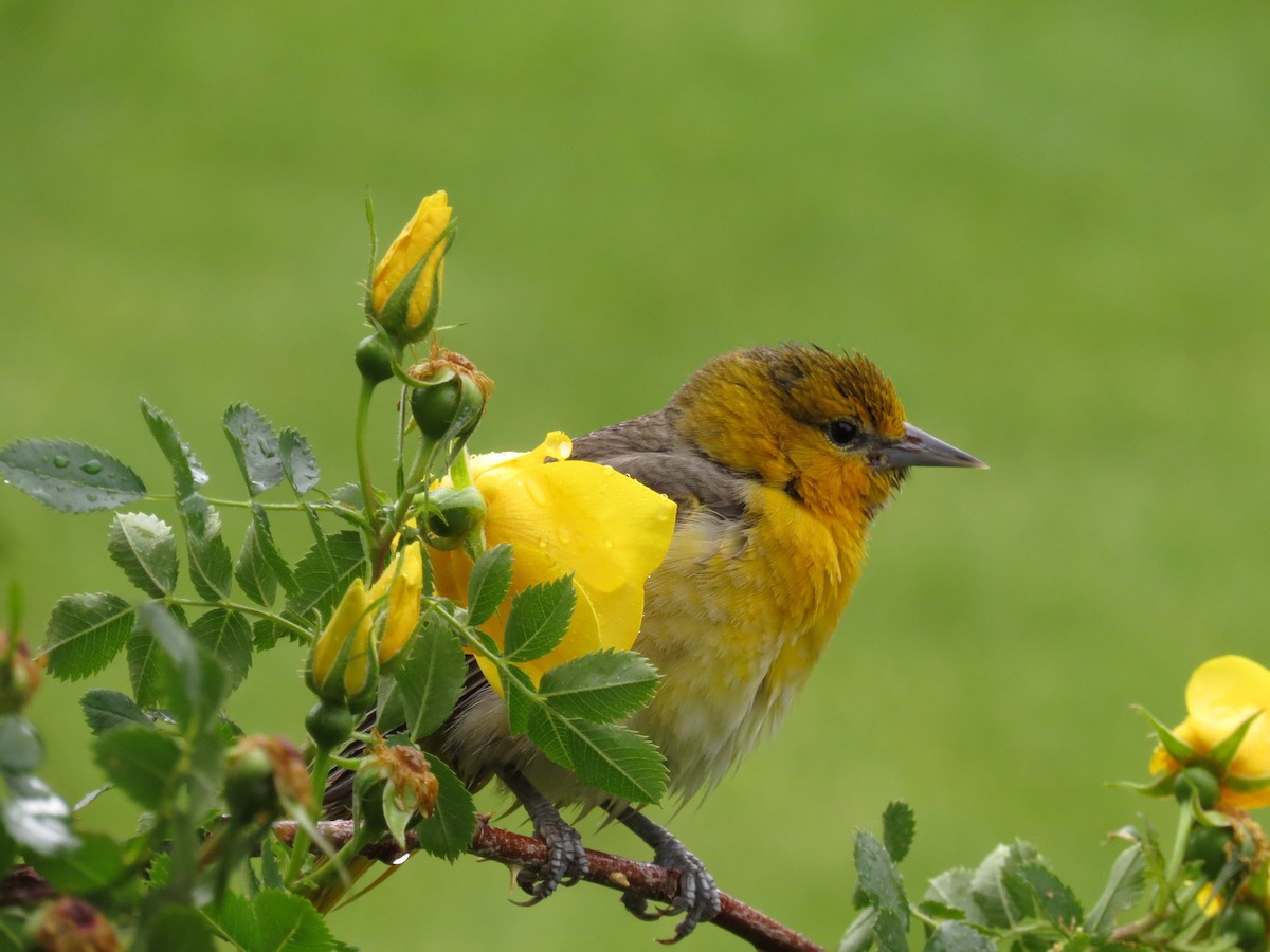 Bullock's Oriole - ML292171321