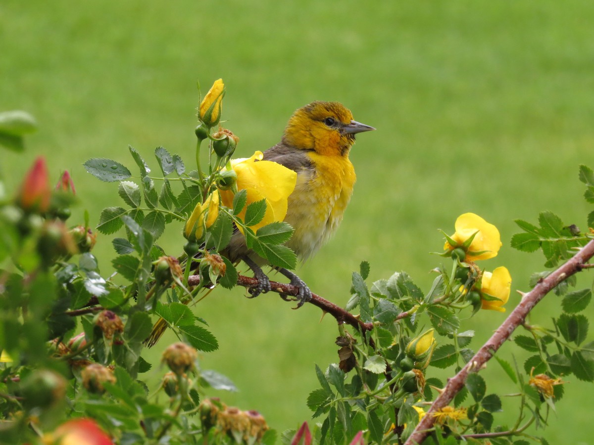 Bullock's Oriole - Marya Moosman