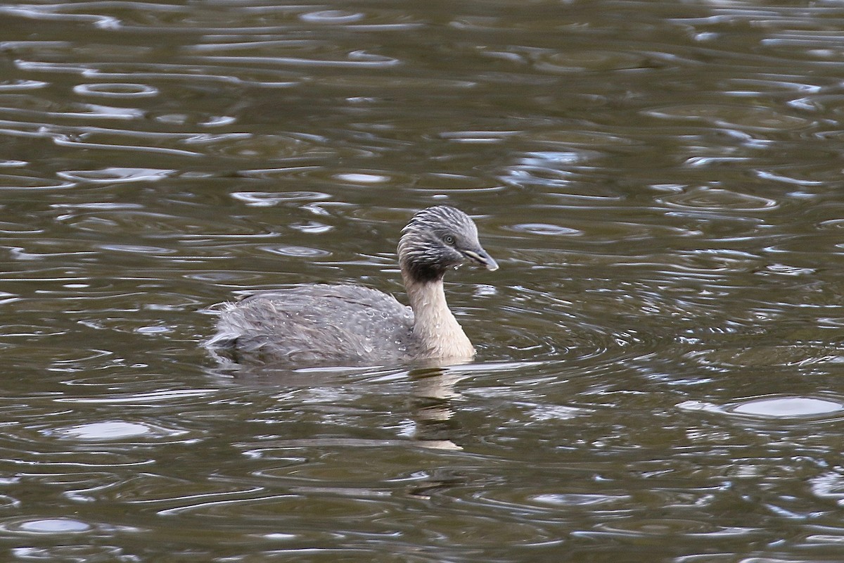 Hoary-headed Grebe - ML292172171