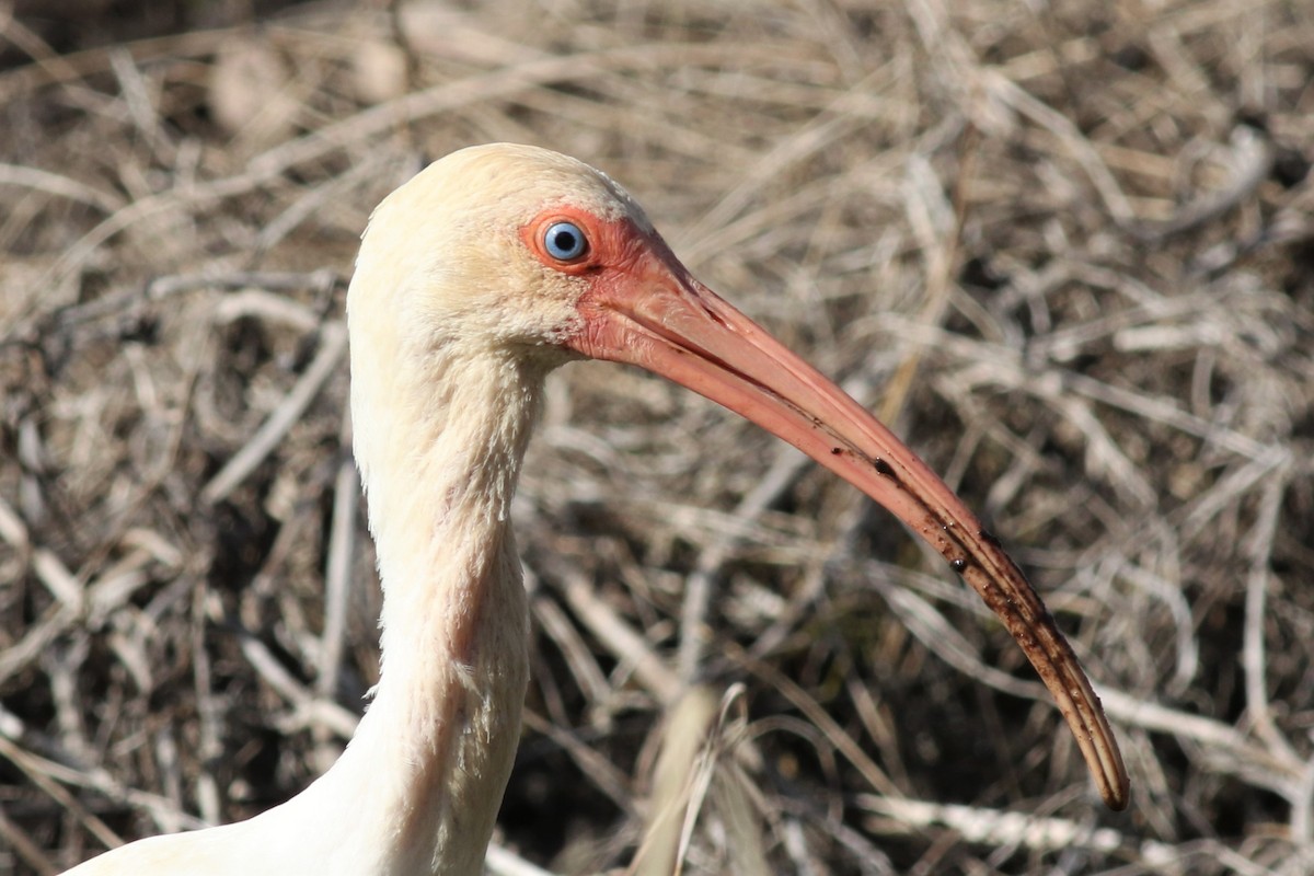 White Ibis - Margaret Viens