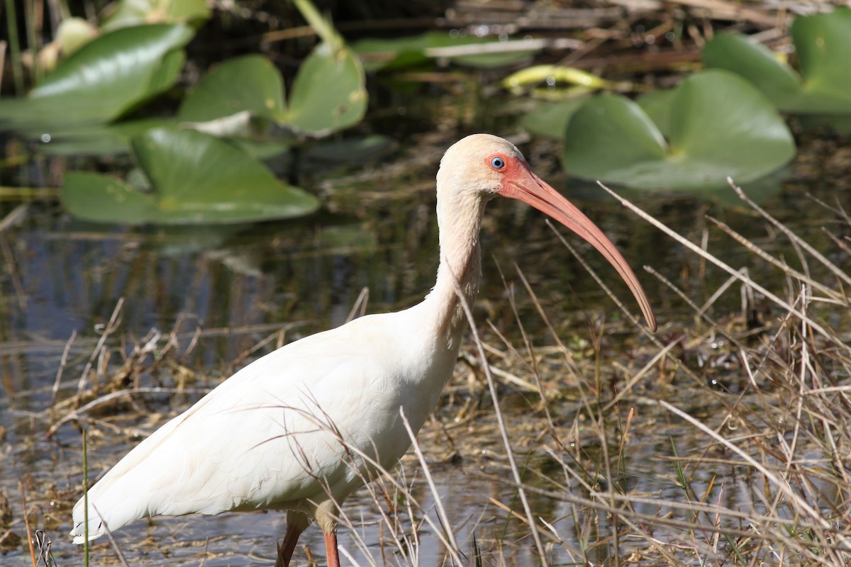 White Ibis - Margaret Viens