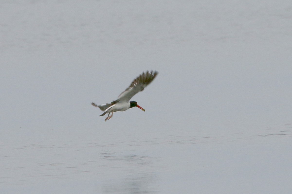 American Oystercatcher - ML29217271
